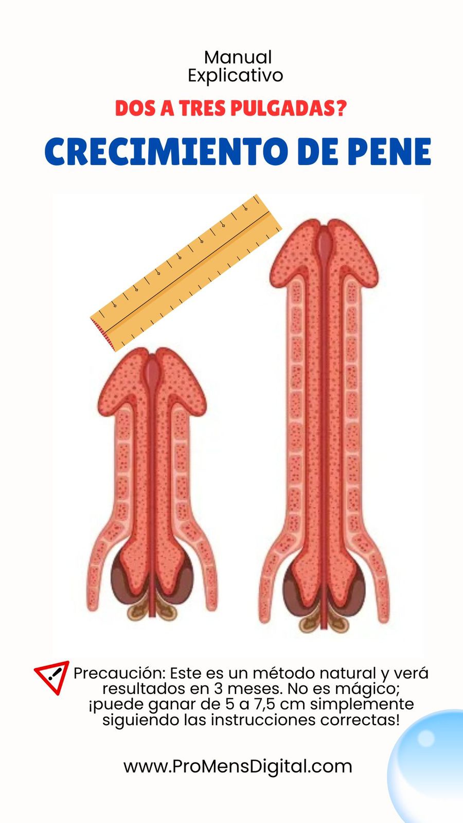 Guía de Crecimiento de Pene en Español